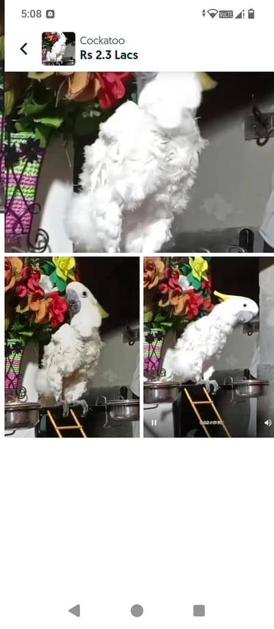 Premium Cockatoo Parrot – Healthy & Beautiful Bird