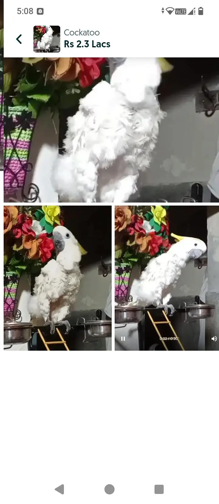Premium Cockatoo Parrot – Healthy & Beautiful Bird