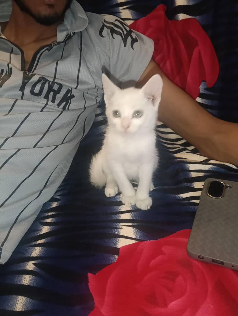 white 0