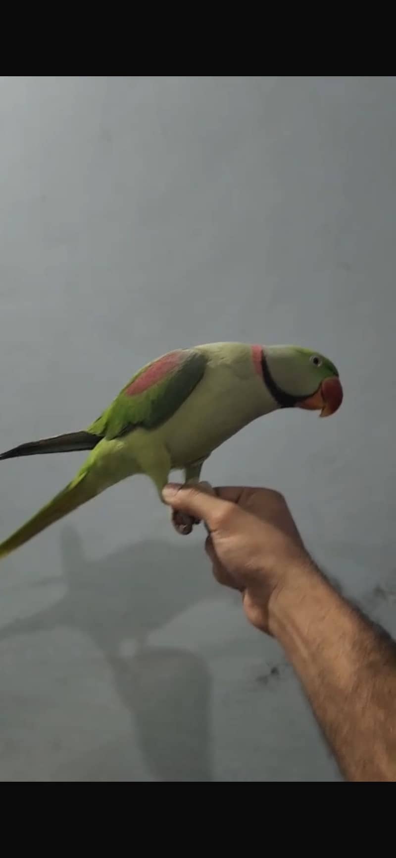 Raw tame talking 1