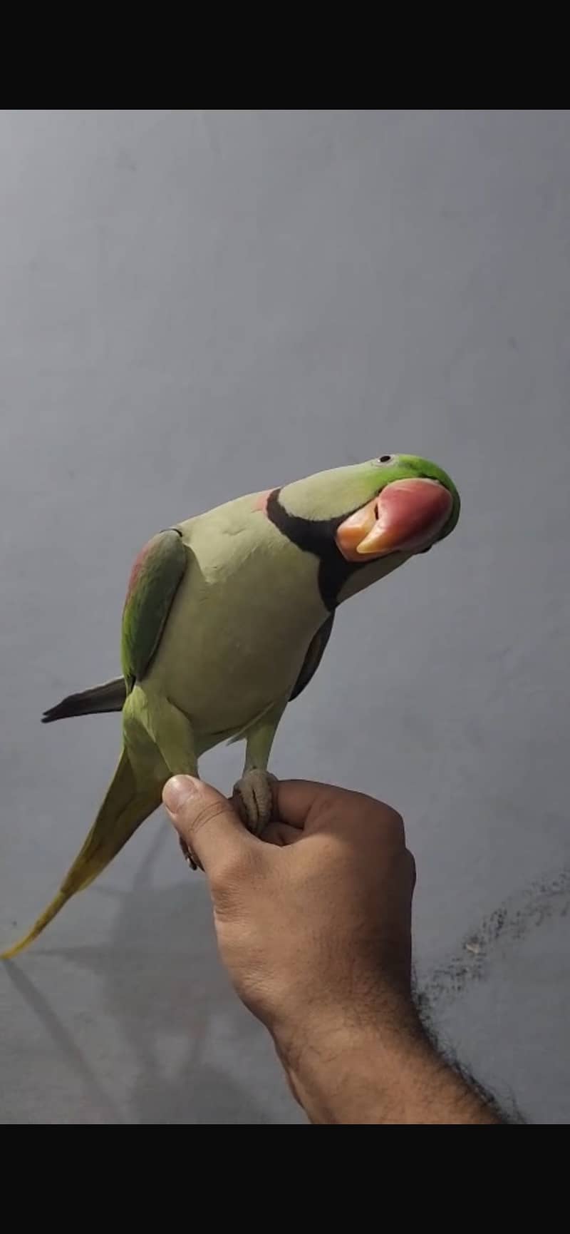Raw tame talking 2
