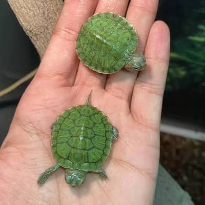 turtles and tortoise available 03268301979