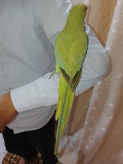 hand tame,friendly,zero bite parrot  makkhan piec hy