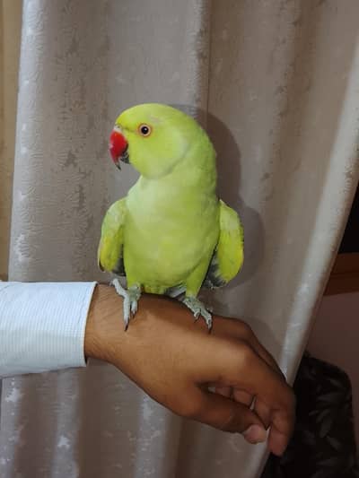 hand tame,friendly,zero bite parrot  makkhan piec hy