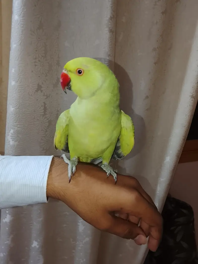hand tame,friendly,zero bite parrot  makkhan piec hy — photo 2