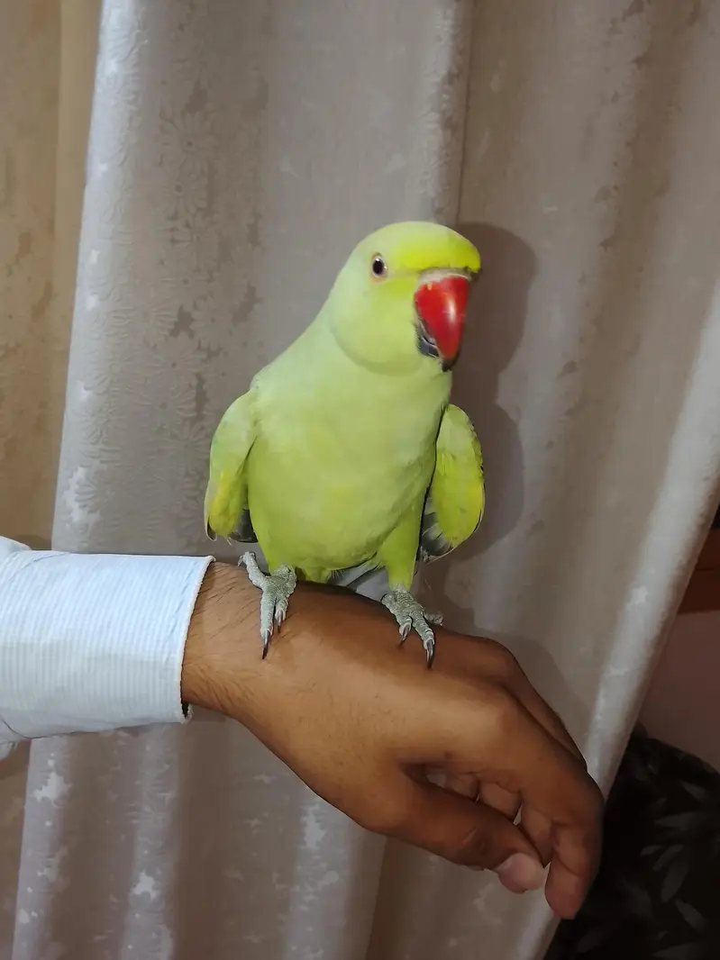 hand tame,friendly,zero bite parrot  makkhan piec hy — photo 3