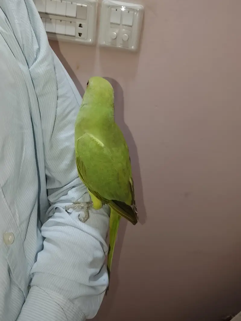 hand tame,friendly,zero bite parrot  makkhan piec hy — photo 4