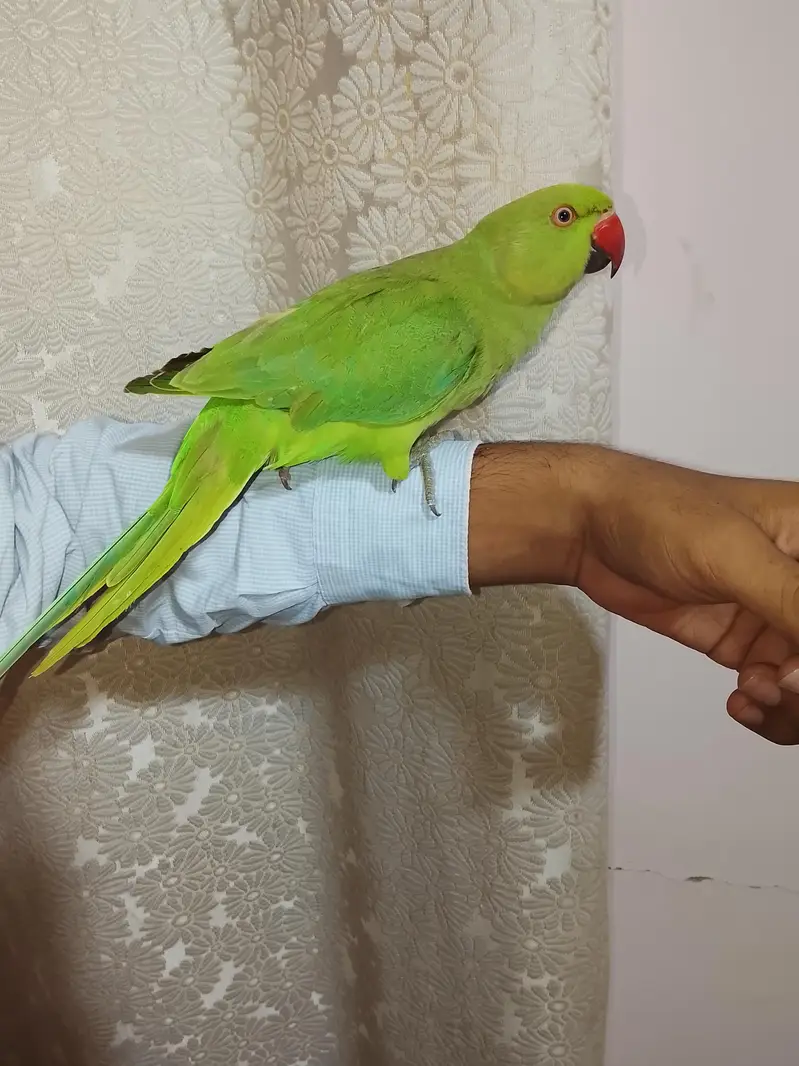 hand tame,friendly,zero bite parrot  makkhan piec hy — photo 5