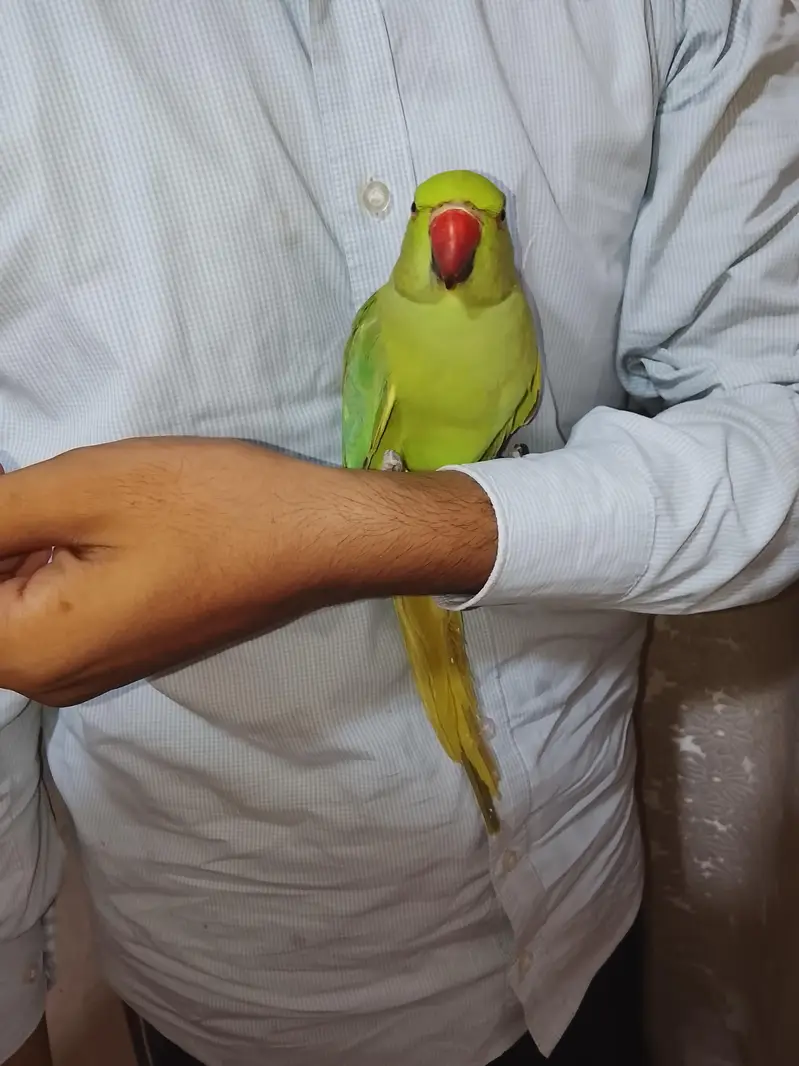 hand tame,friendly,zero bite parrot  makkhan piec hy — photo 6