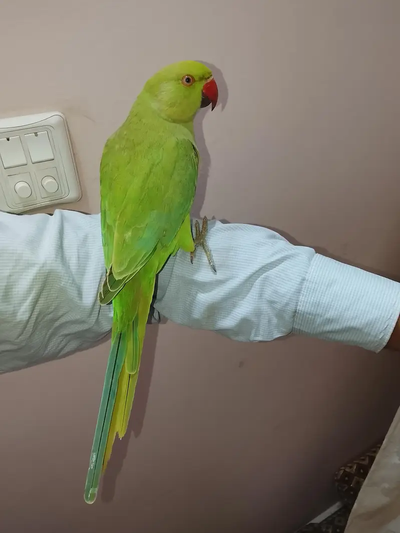 hand tame,friendly,zero bite parrot  makkhan piec hy — photo 7