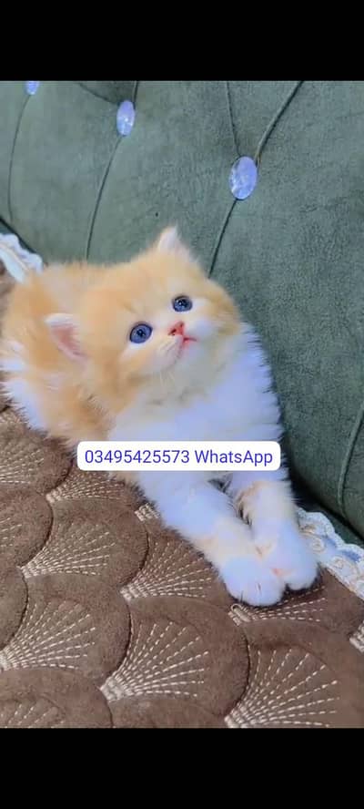 Quality Persian Punch face cat & kitten Male female Both available h