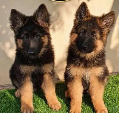 German Shepherd  Puppies 03456011805