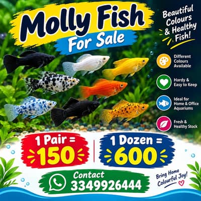 Molly and guppy in low price