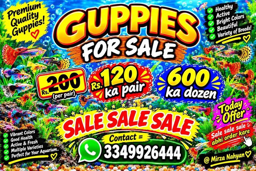 Molly and guppy in low price — photo 2