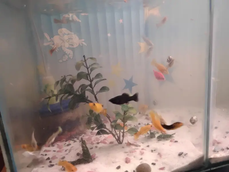 Molly and guppy in low price — photo 4
