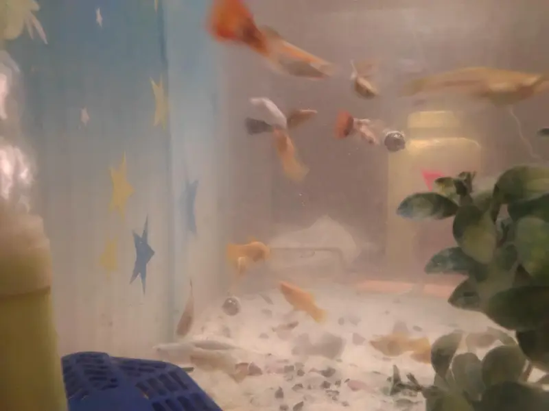 Molly and guppy in low price — photo 6