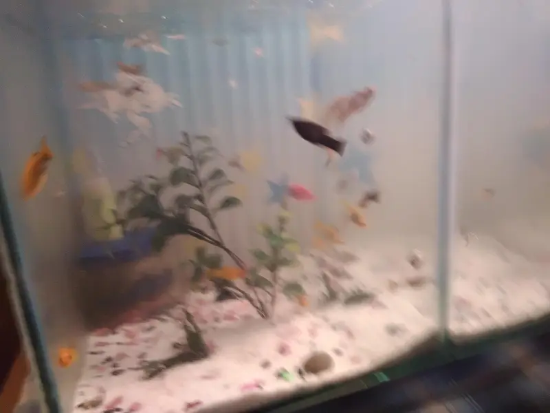 Molly and guppy in low price — photo 7