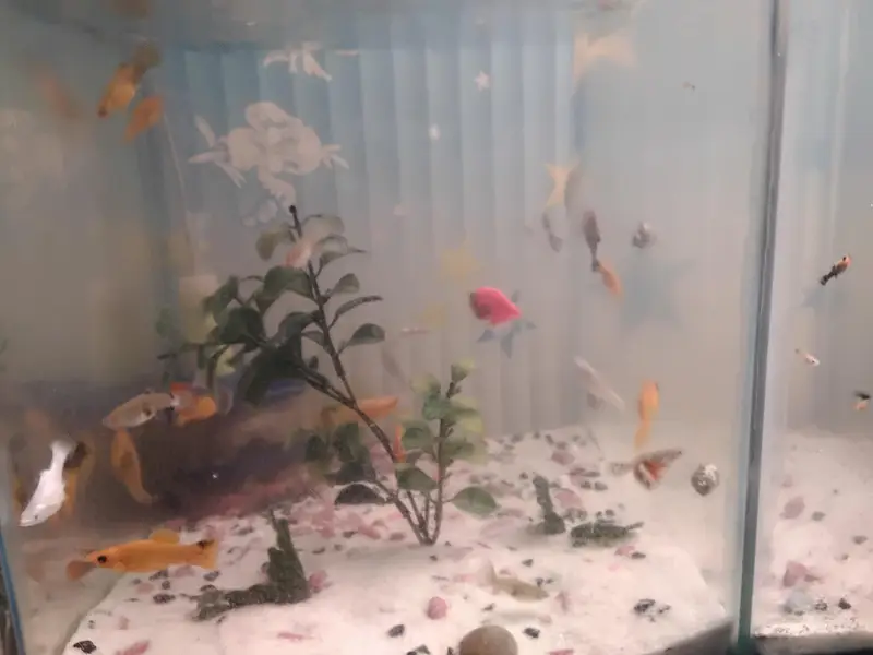 Molly and guppy in low price — photo 8
