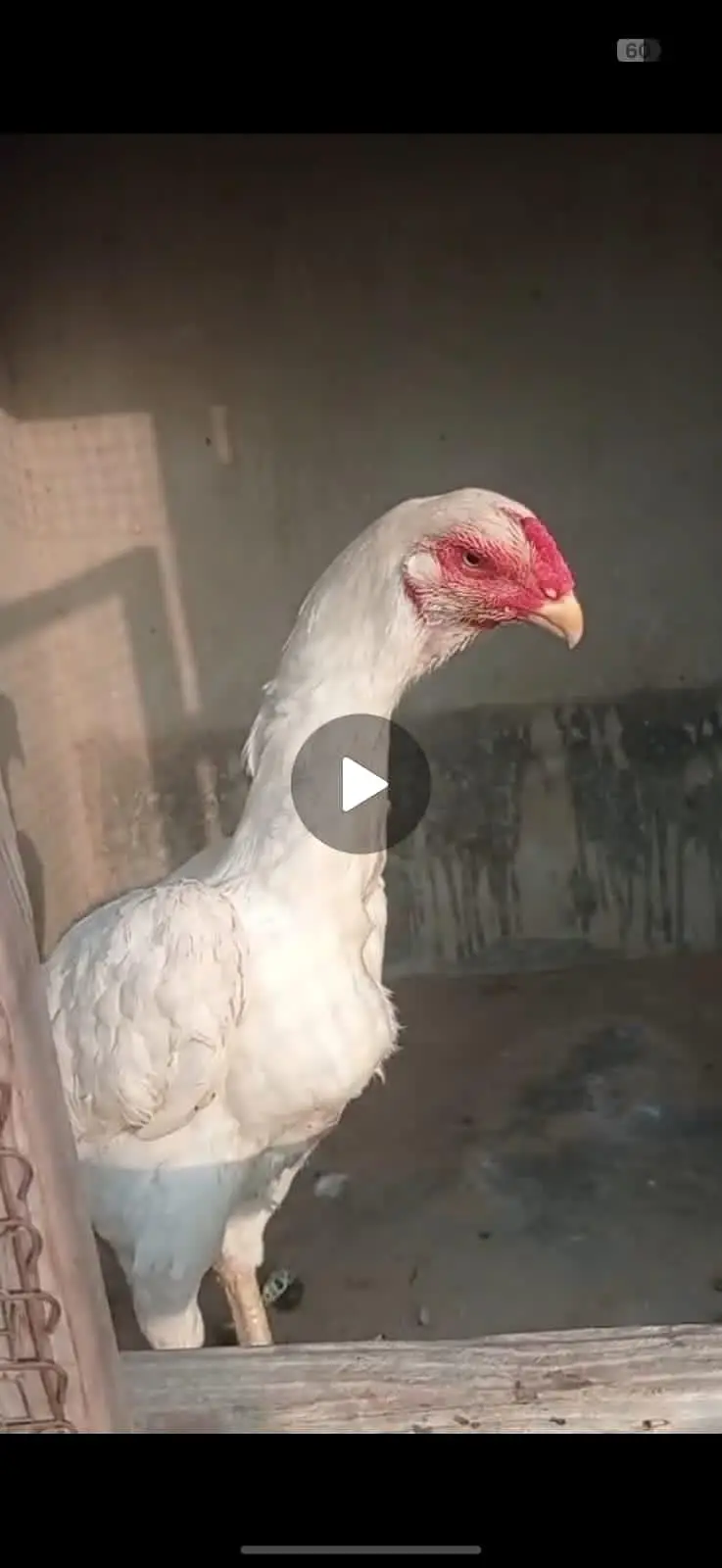 SHAMO KANDHARI SHORT BEAK HEERA ASEEL PAPER WHITE — photo 3