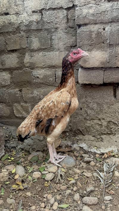 High quality female