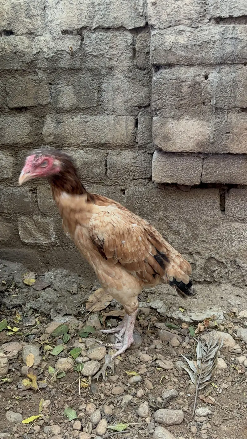 Jawa patha or lakhe madi — photo 5