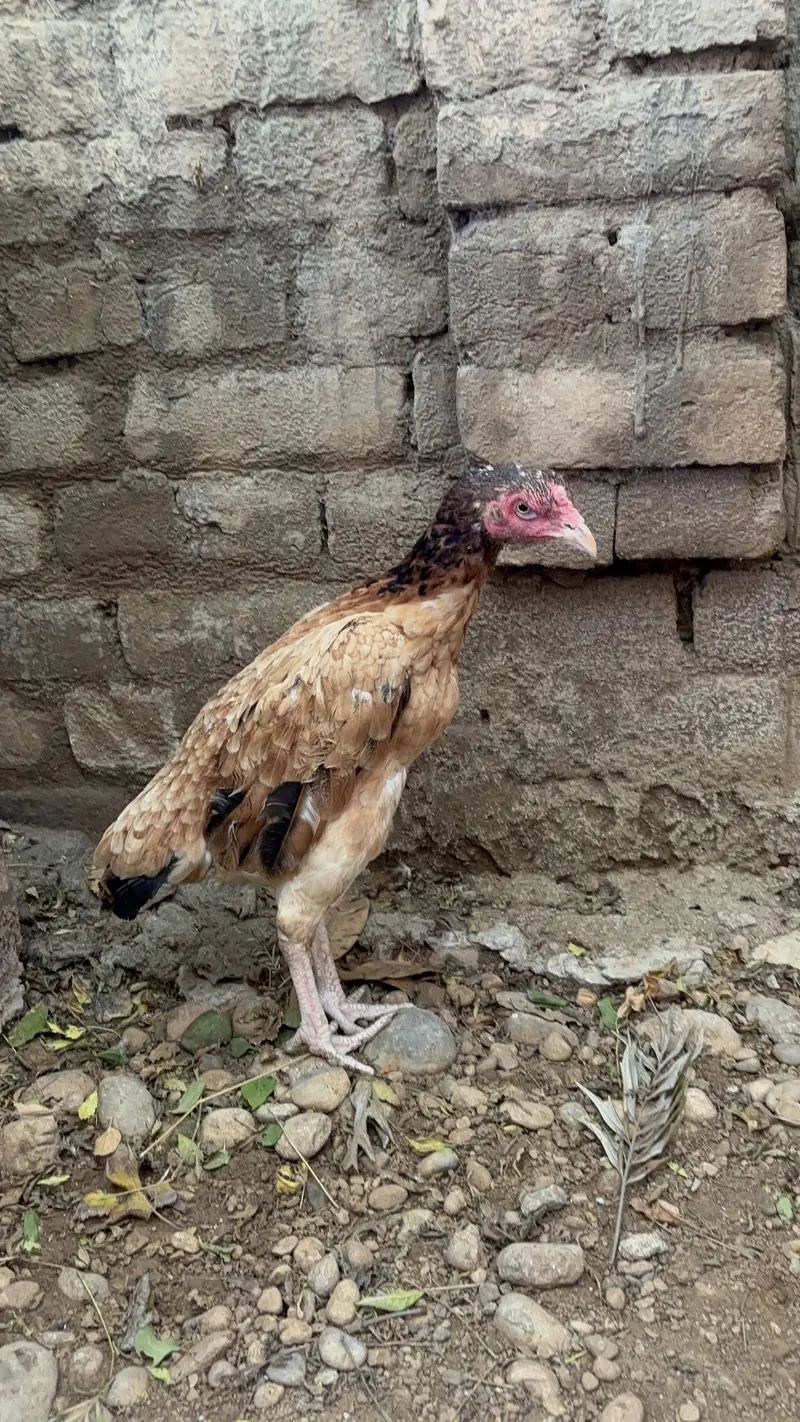 Jawa patha or lakhe madi — photo 7