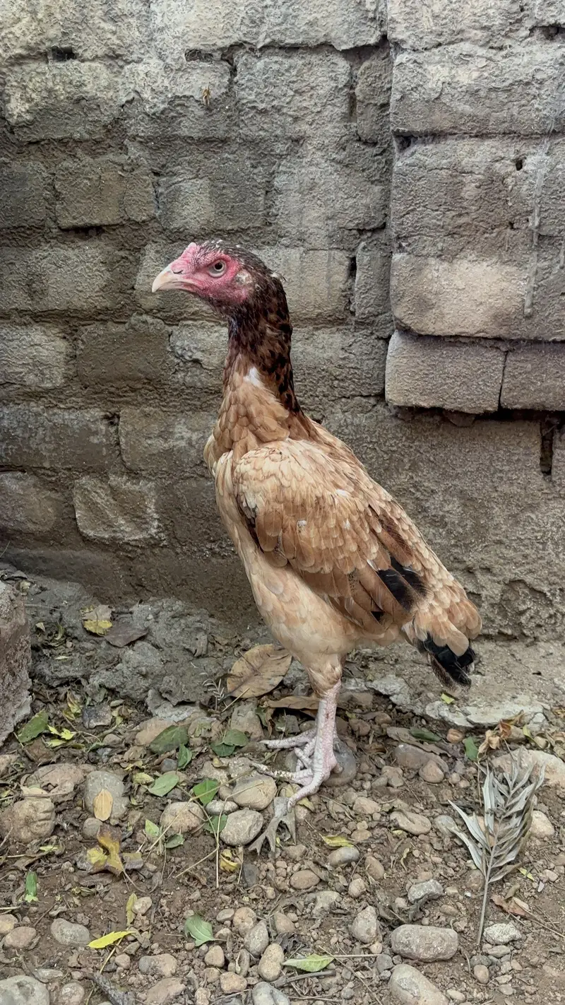 Jawa patha or lakhe madi — photo 9