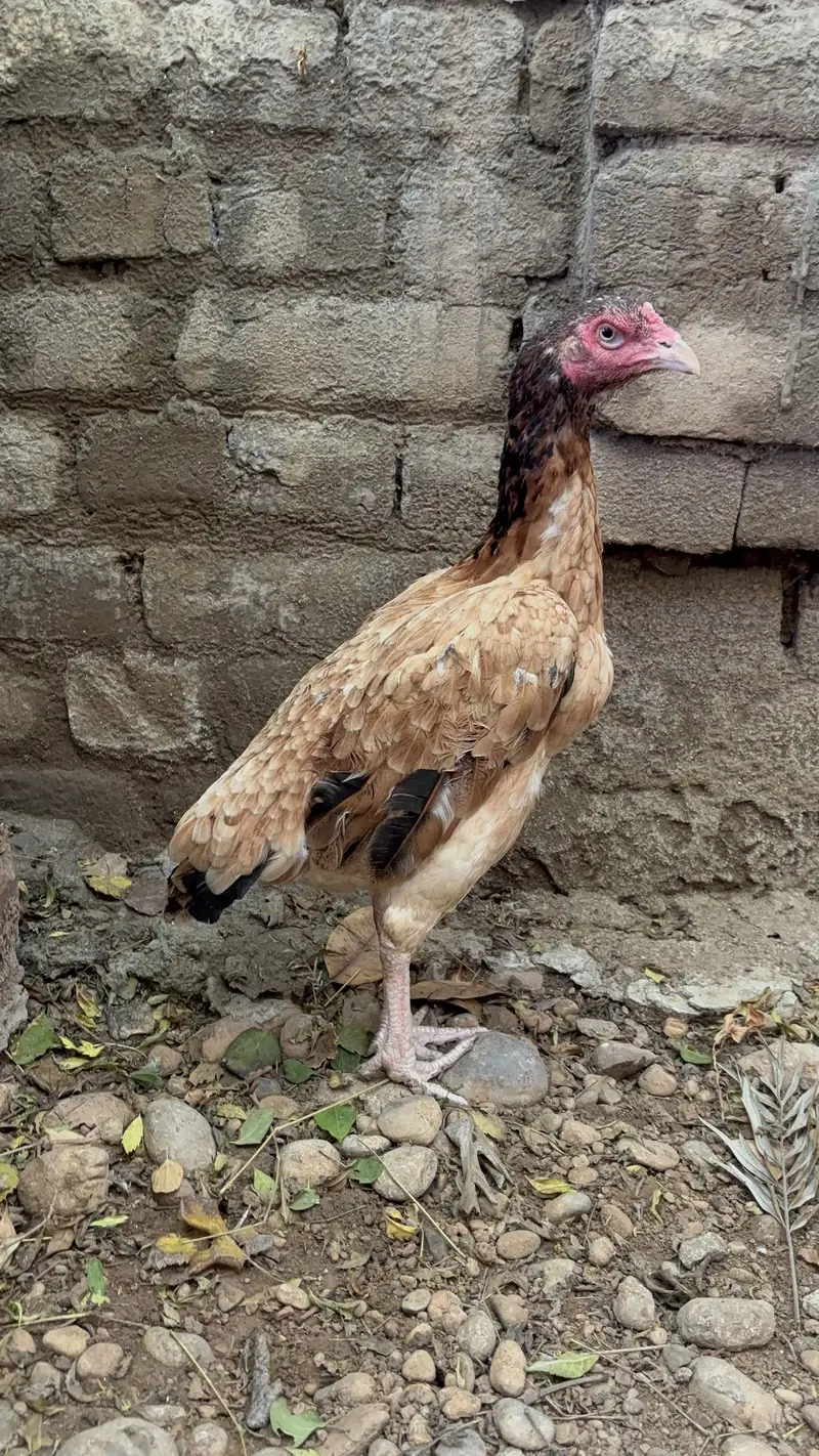 Jawa patha or lakhe madi — photo 10