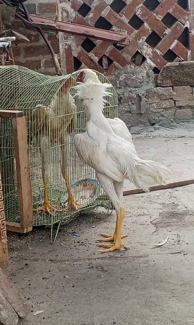 Shamo aseel