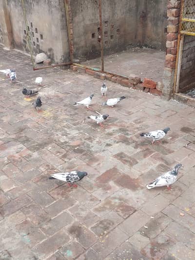 achay parwazi kabotar for sale takreban 15 piece