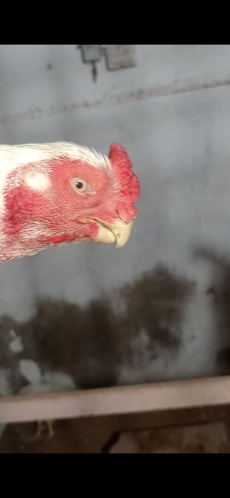 SHAMO KANDHARI SHORT BEAK HEERA ASEEL PAPER WHITE - Hens - 1120535001