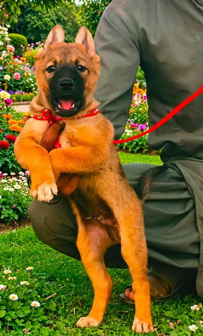 Desi  bagyadi puppy mail 2 month  for sale
