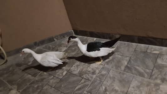 Moscovy Russian Ducks Healthy Pair