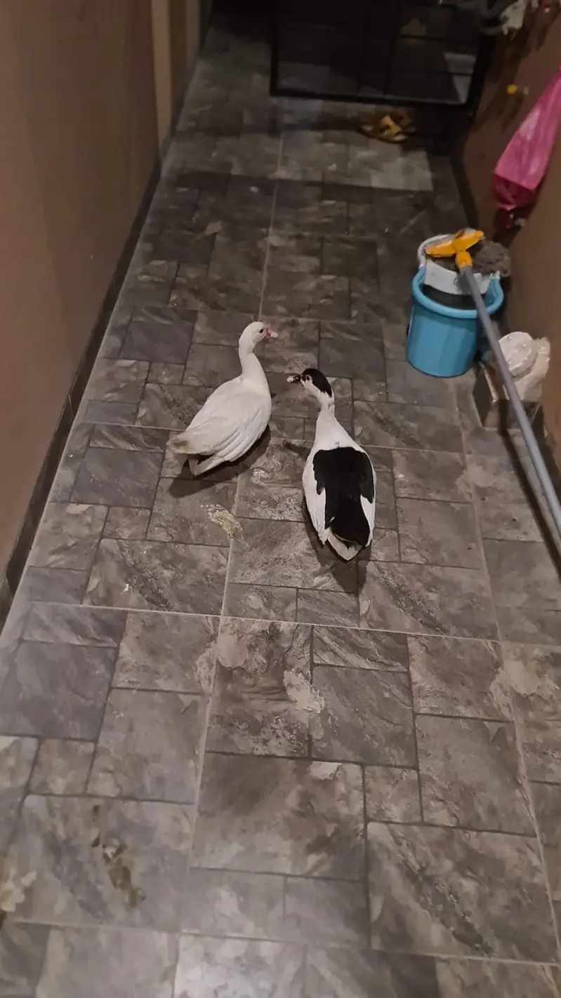 Moscovy Russian Ducks Healthy Pair — photo 2