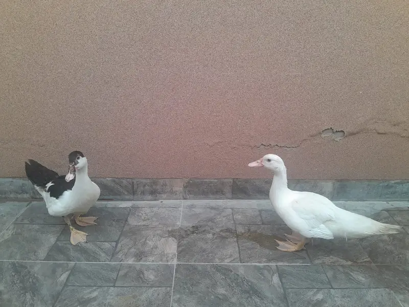Moscovy Russian Ducks Healthy Pair — photo 6