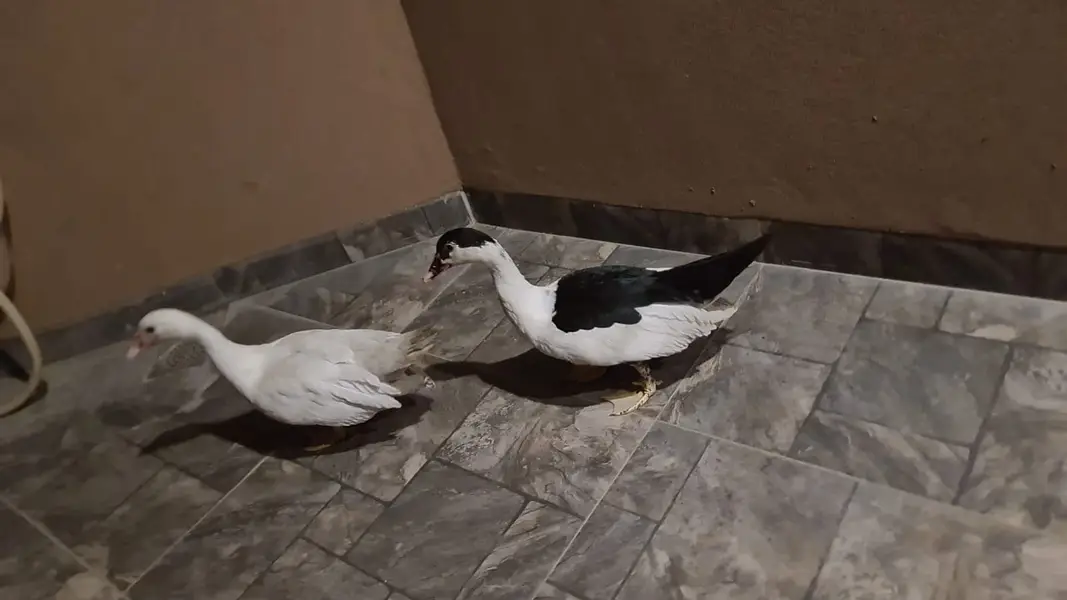 Moscovy Russian Ducks Healthy Pair — photo 7