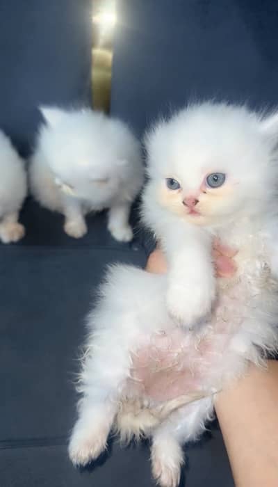  Beautiful Cat for Sale | Healthy & Adorable Kitten 