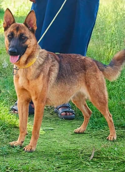 Desi  bagyadi female pregnant  age 10 month for sale