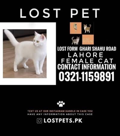 My lost cat