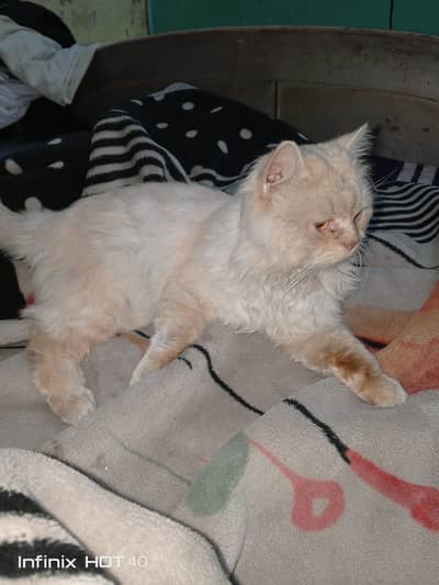 Beautiful Persian Three-Coated Male Cat For Sale