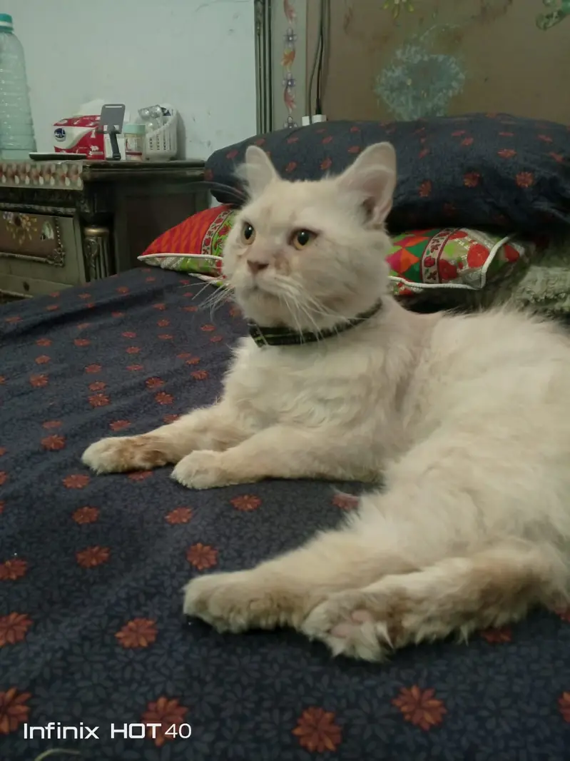 Beautiful Persian Three-Coated Male Cat For Sale — photo 2