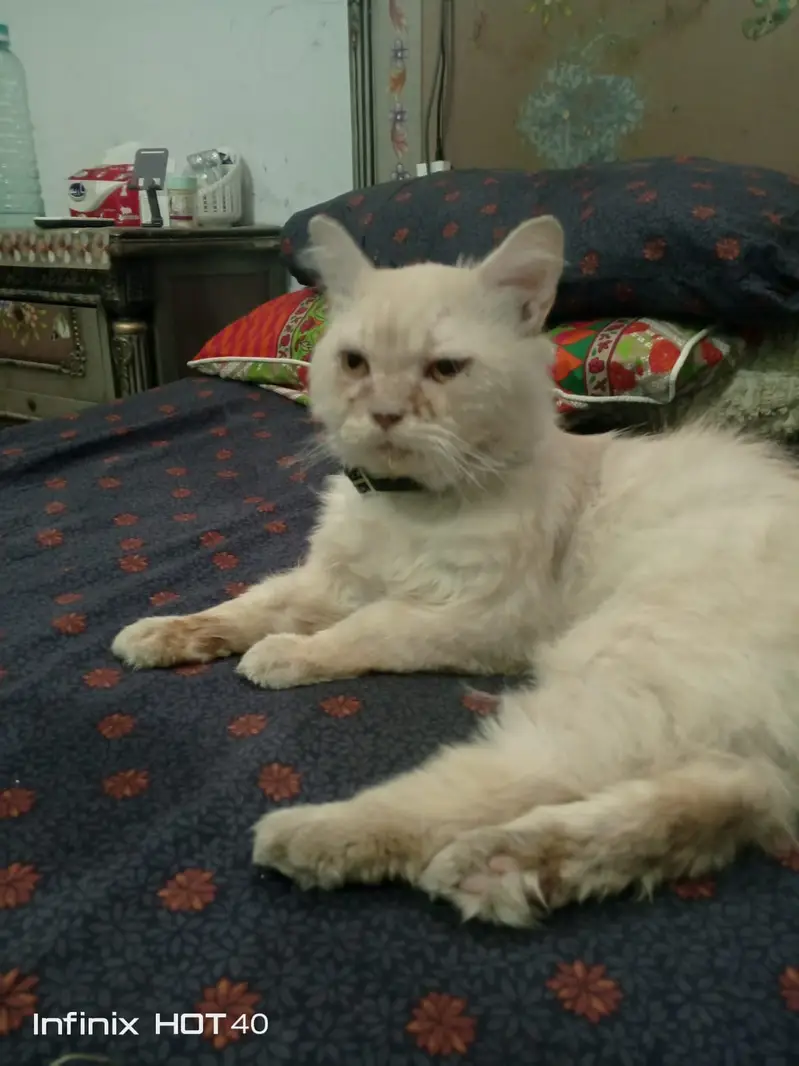 Beautiful Persian Three-Coated Male Cat For Sale — photo 3