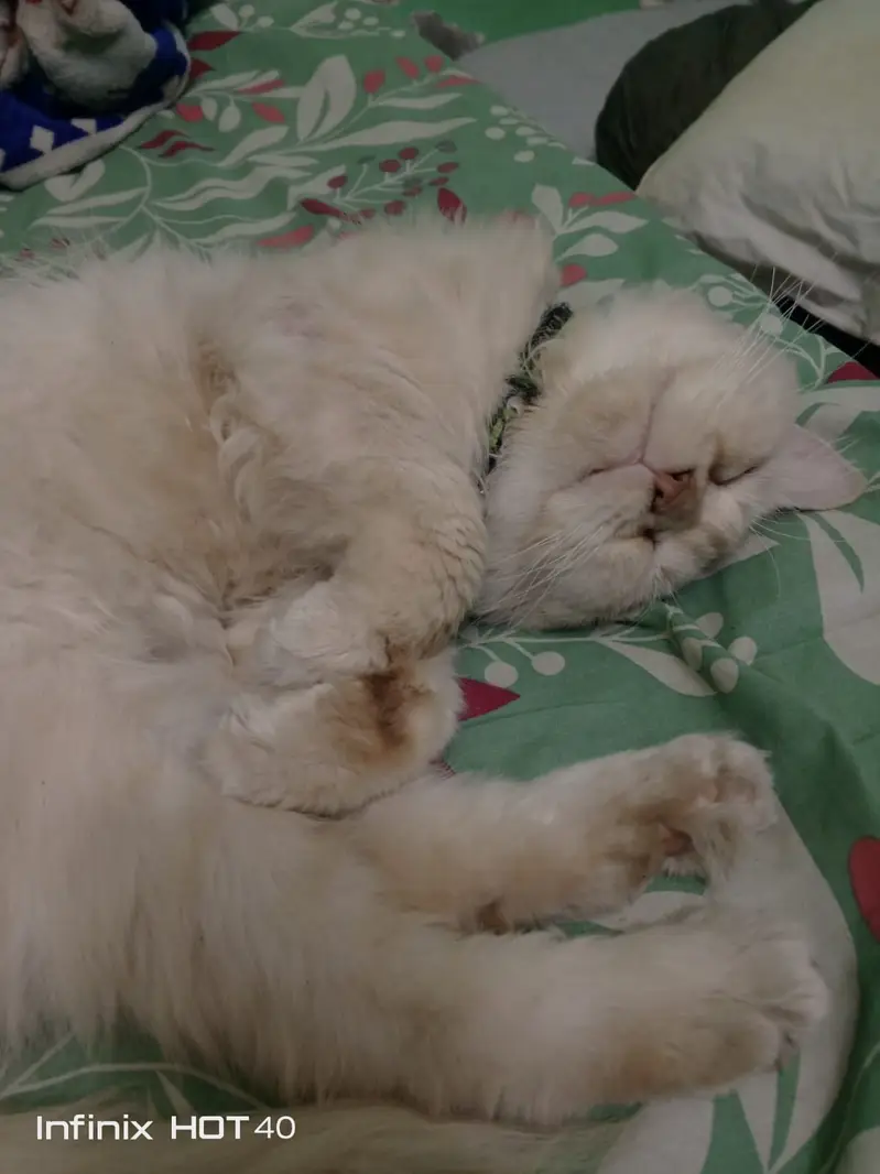 Beautiful Persian Three-Coated Male Cat For Sale — photo 4