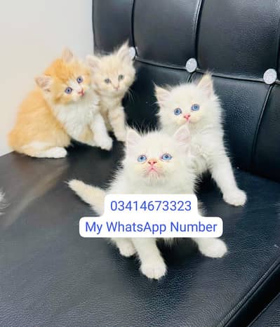 Persian kittens for sale