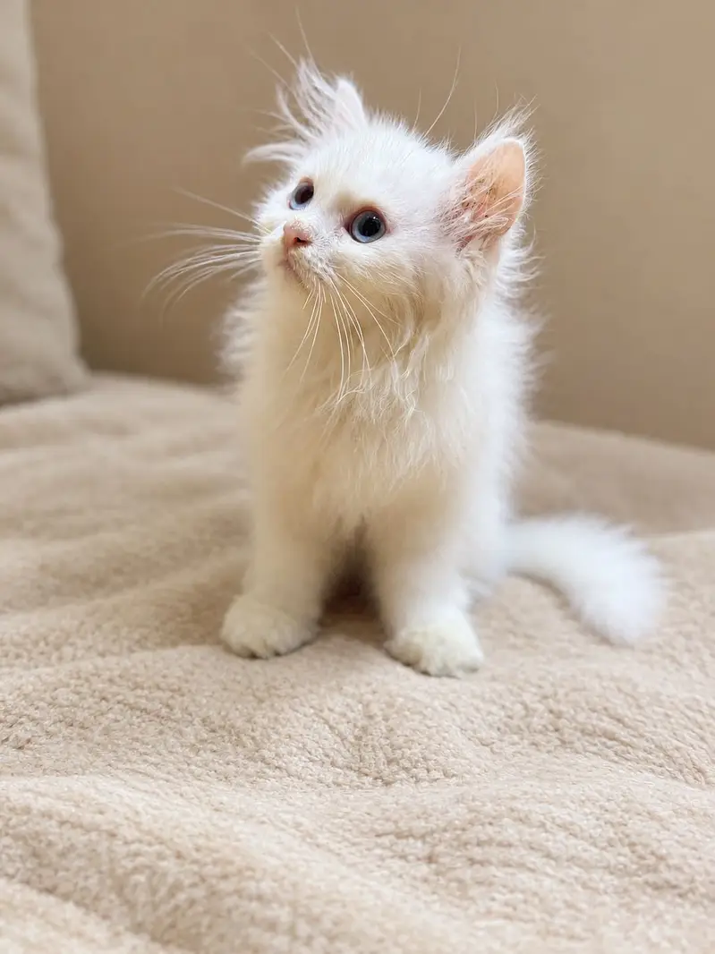 Beautiful White (Blue Eyed) Male Persian Kitten for Sale in Lahore — photo 2