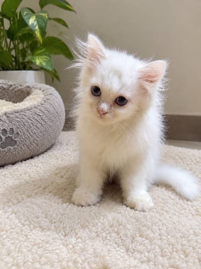 Beautiful White (Blue Eyed) Male Persian Kitten for Sale in Lahore