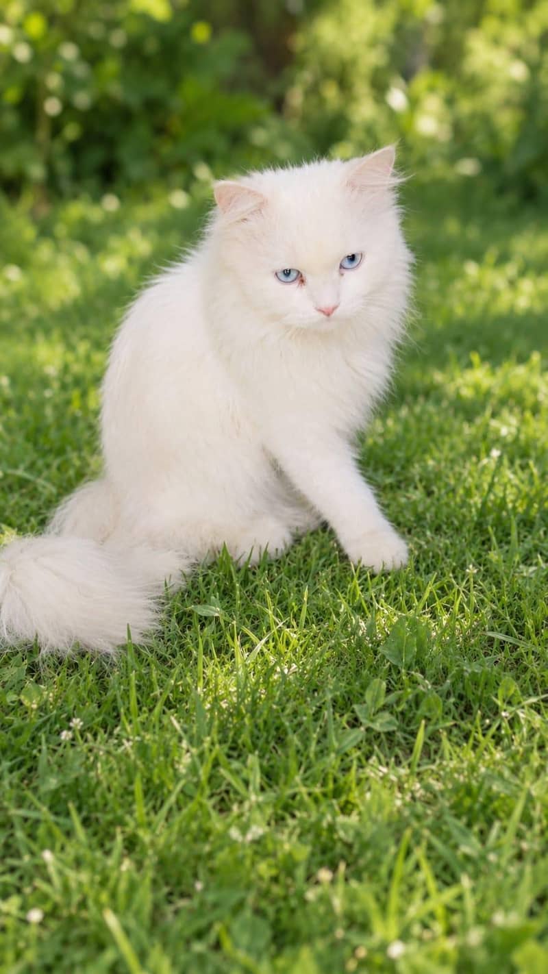 Persion cate 0