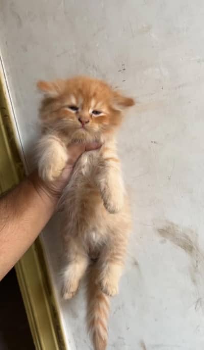 Persian kittens
