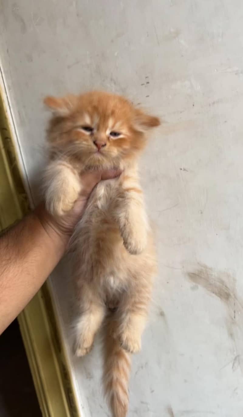 Persian kittens 0