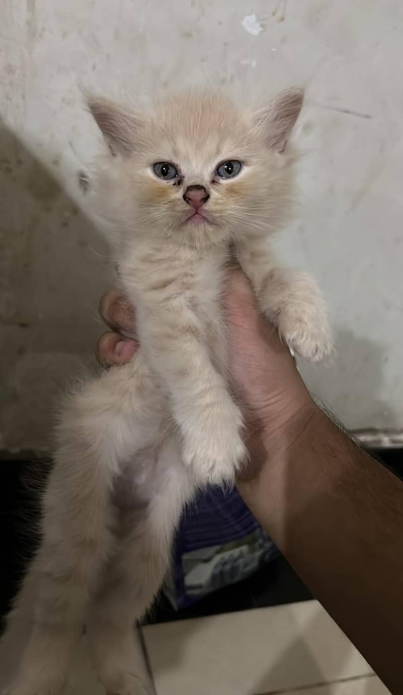 Persian kittens 1
